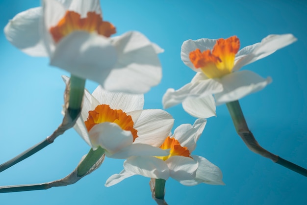 Flor de narciso en el cielo