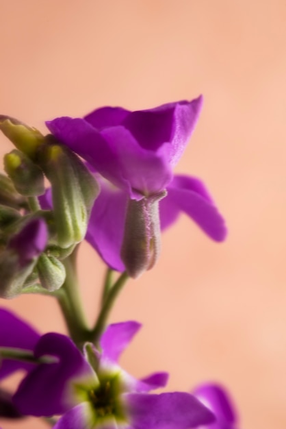 Flor natural con efecto de desenfoque