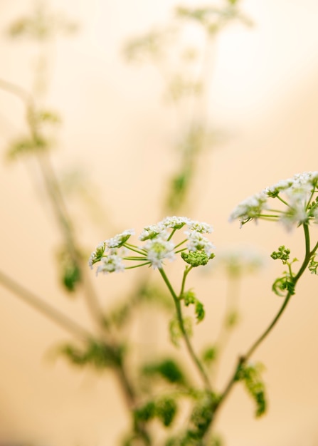 Foto gratuita flor natural con efecto de desenfoque