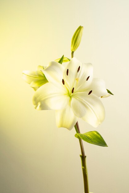 Flor de la orquídea contra el fondo amarillo