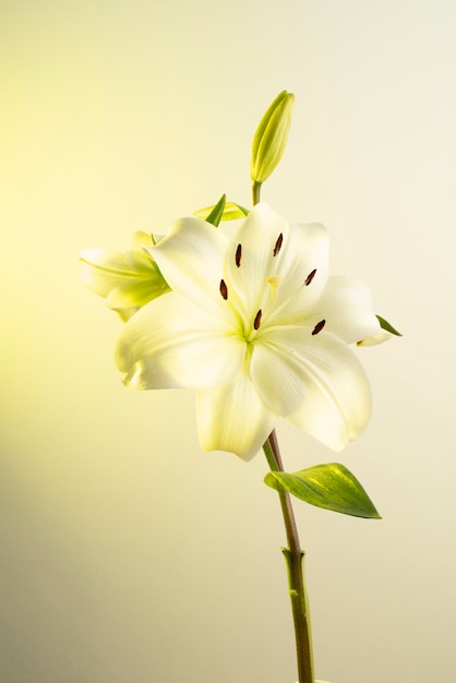 Flor de la orquídea contra el fondo amarillo