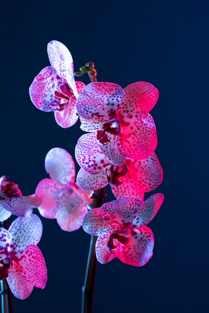 Flor de la orquídea contra el fondo azul.