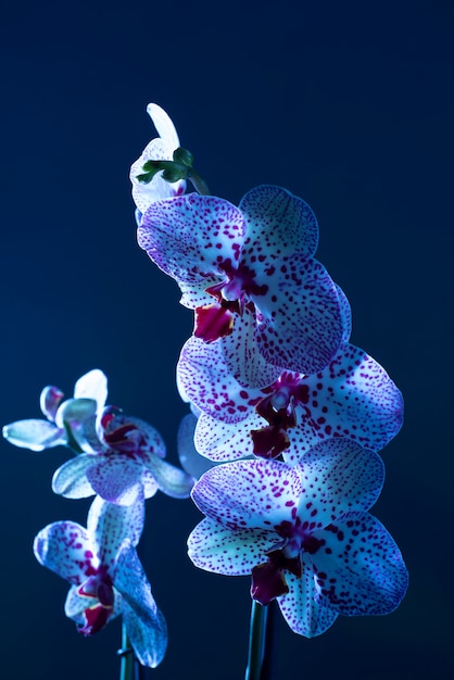 Flor de la orquídea contra el fondo azul.