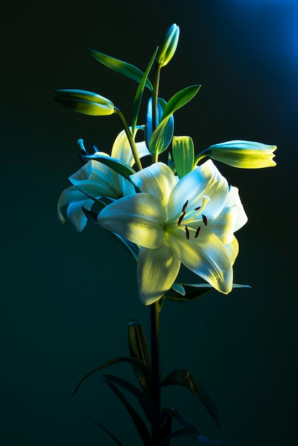 Flor de la orquídea contra el fondo azul.