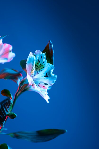Flor de la orquídea contra el fondo azul.