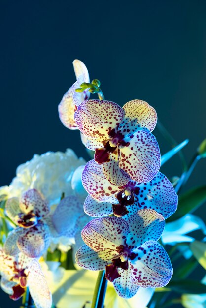 Flor de la orquídea contra el fondo azul.