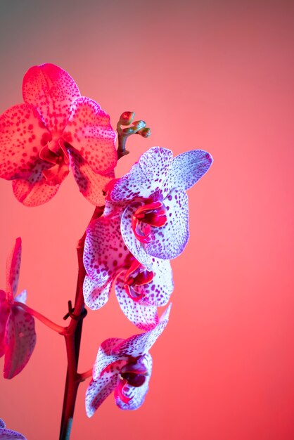 Flor de la orquídea contra el fondo de color rosa