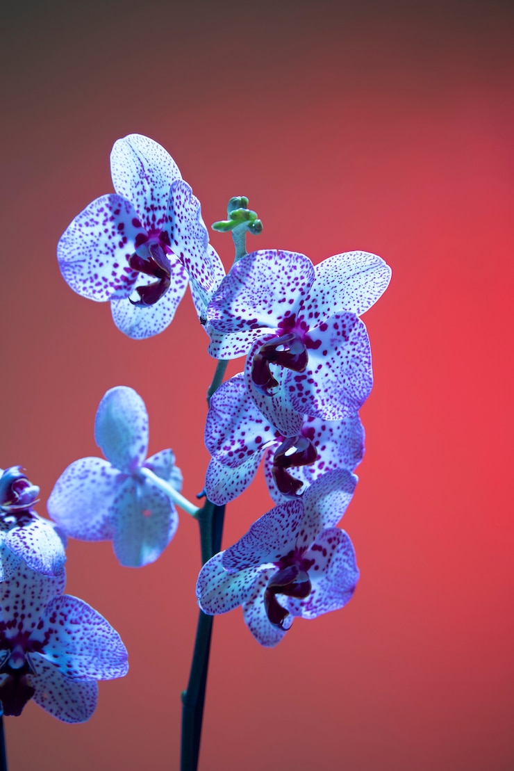 Foto gratuito flor de la orquídea contra el fondo de color rosa