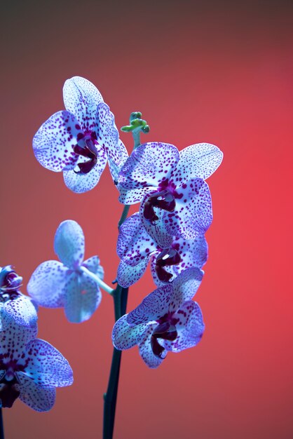 Flor de la orquídea contra el fondo de color rosa