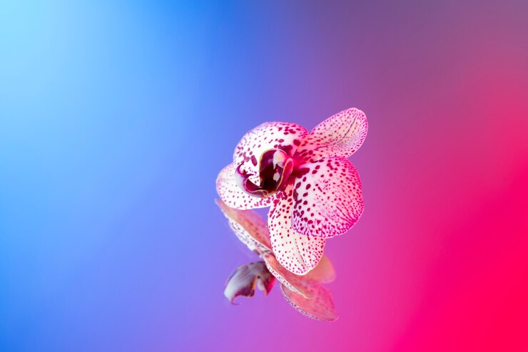 Foto gratuito flor de la orquídea contra el fondo degradado