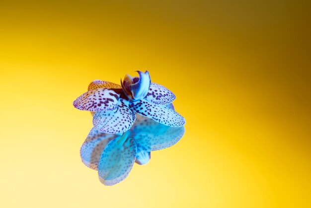 Flor de la orquídea contra el fondo degradado