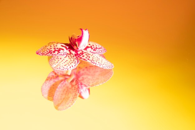 Flor de la orquídea contra el fondo degradado