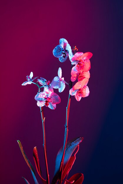 Flor de la orquídea contra el fondo degradado