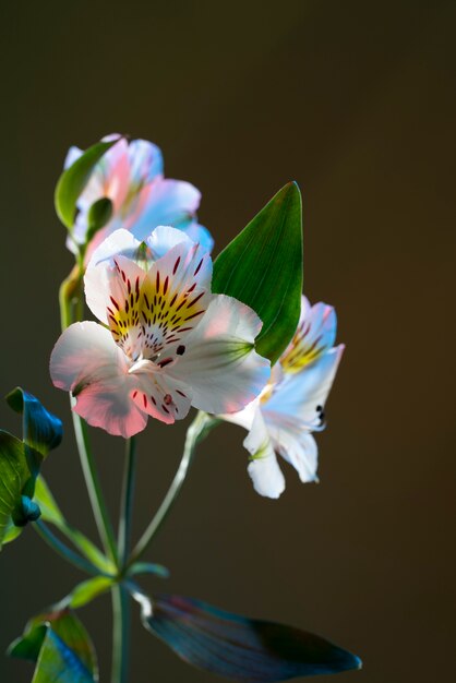 Flor de la orquídea contra el fondo negro