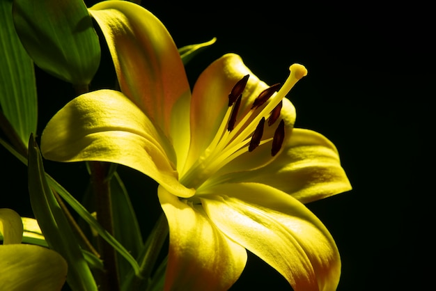 Flor de la orquídea contra el fondo negro