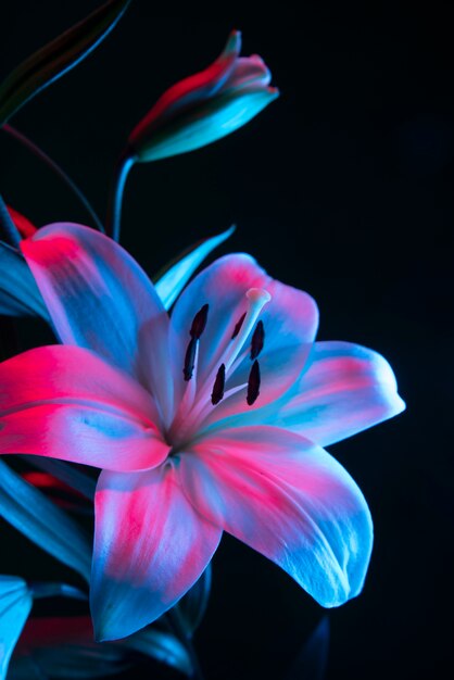 Flor de la orquídea contra el fondo negro