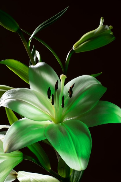 Flor de la orquídea contra el fondo negro