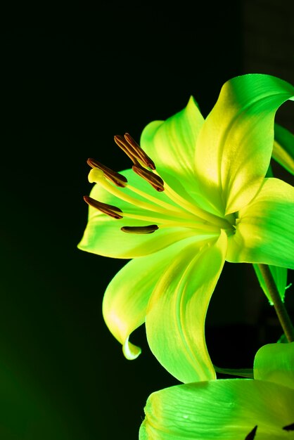 Flor de la orquídea contra el fondo negro