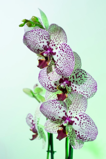 Flor de la orquídea contra el fondo verde