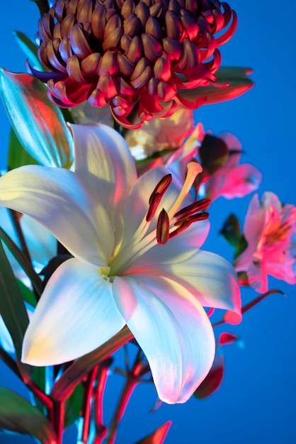 Foto gratuita flor de orquídea y flor de crisantemo contra el fondo azul.