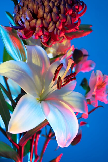 Flor de orquídea y flor de crisantemo contra el fondo azul.