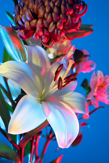 Flor de orquídea y flor de crisantemo contra el fondo azul.
