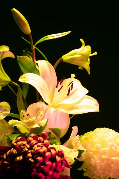 Flor de orquídea y flor de crisantemo contra fondo negro