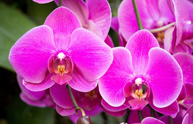 Flor de la orquídea del phalaenopsis
