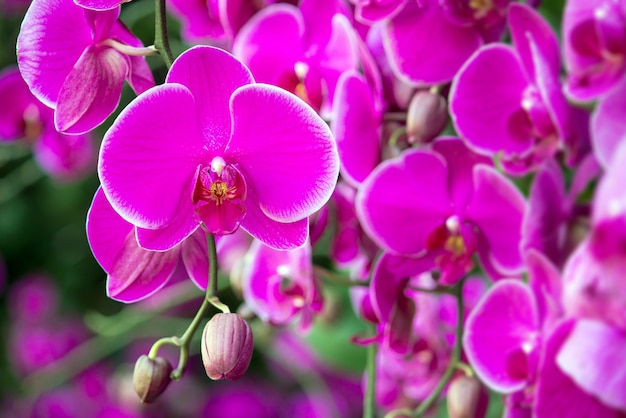 Flor de la orquídea del phalaenopsis