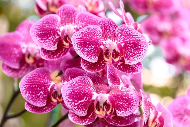 Flor de la orquídea del phalaenopsis