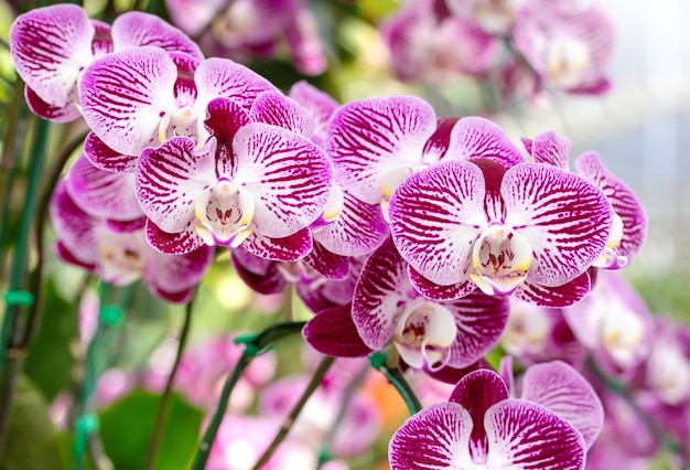 flor de la orquídea del phalaenopsis
