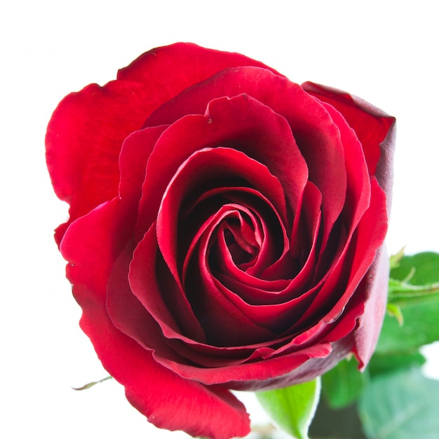 Foto gratuita flor de la pasión roja abierto elegante
