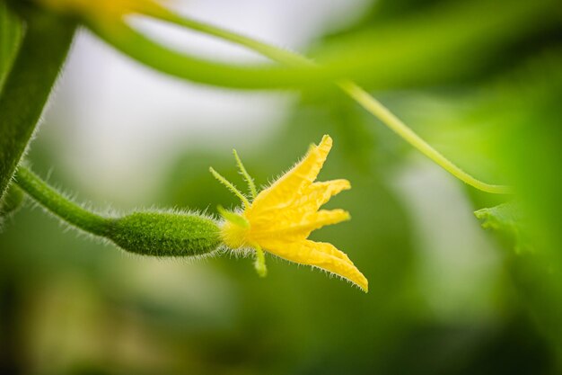 Flor y pepino pequeño