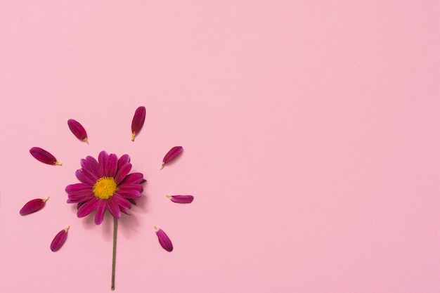 Flor pequeña con pétalos en mesa.