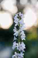 Foto gratuita flor de pétalos blancos