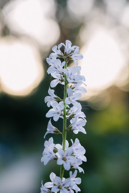 Flor de pétalos blancos