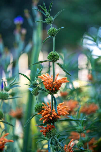 Flor de pétalos de naranja que florece