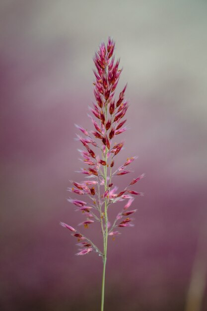 Flor de pétalos rojos