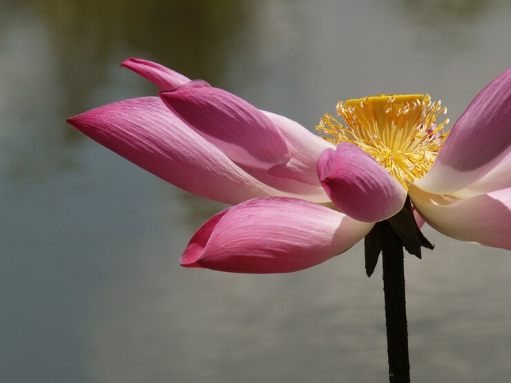 Flor con pétalos rosas y el gineceo amarillo