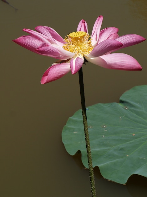 Flor con pétalos rosas y el gineceo amarillo