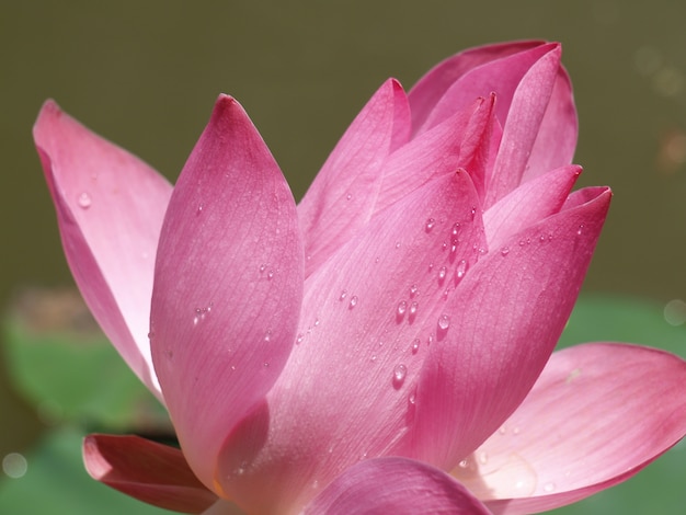 Flor de pétalos rosas