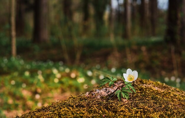 Flor de primavera blanca sobre piedra cubierta de musgo contra el telón de fondo del bosque de pinos del norte Anemone nemorosa primera primavera flores de mayo cerrar enfoque selectivo suave idea de banner de fondo borroso