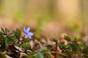 Foto gratuita flor de primavera hermosas flores pequeñas que florecen en el bosque hepatica hepatica nobilis