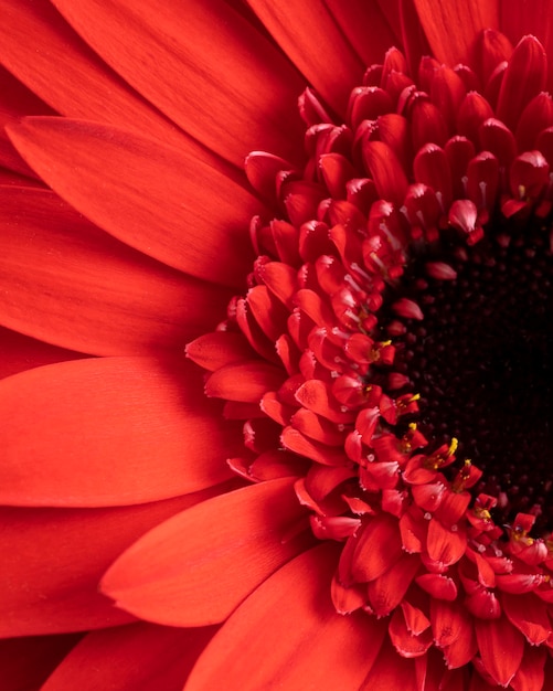 Flor de primer plano con pétalos rojos