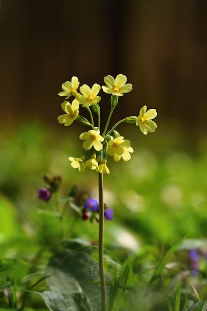 Flor de prímula (Primula veris). Hermosa flor de primavera