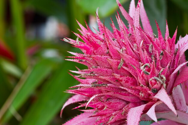 Flor puntiaguda bonita