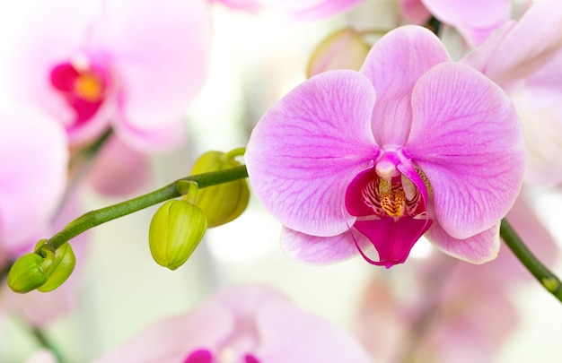 Flor púrpura de la orquídea del phalaenopsis