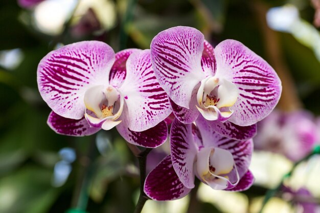 Flor púrpura de la orquídea del phalaenopsis