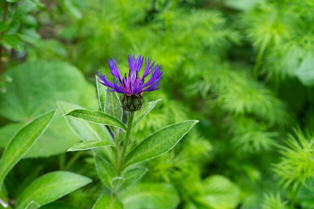 flor púrpura salvaje rodeada de vegetación en el fondo borroso