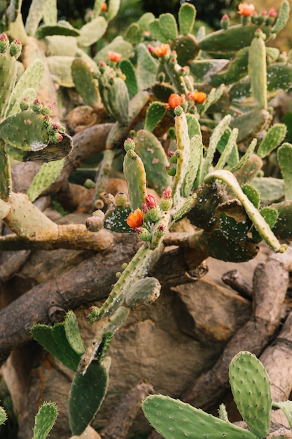 Flor que florece en la planta de cactus